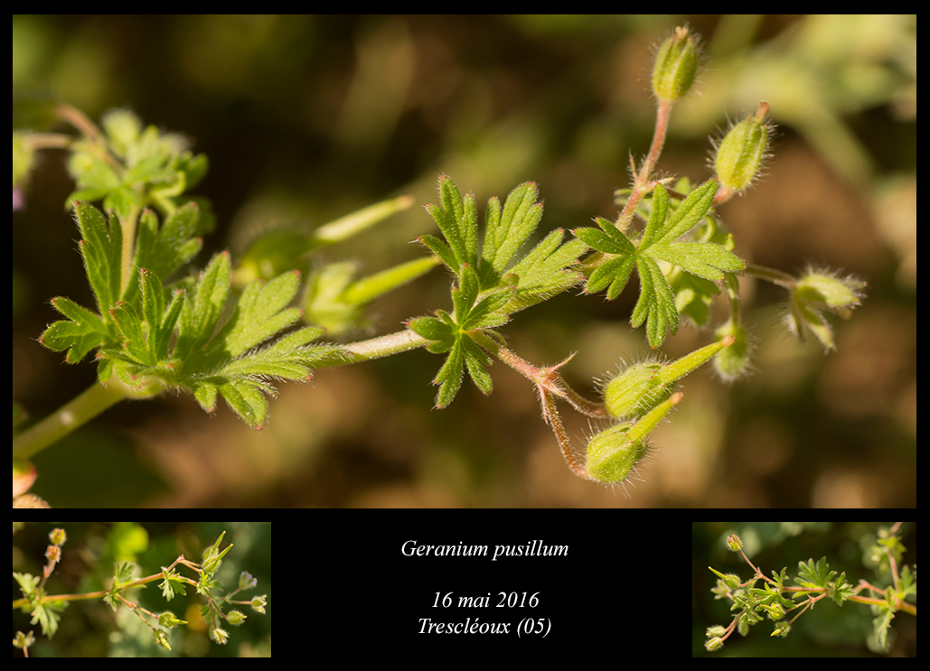 Geranium pusillum